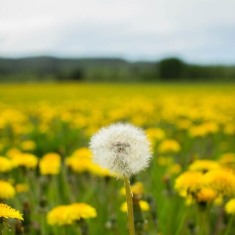 KiTa für zu Hause #20: Löwenzahn und Pusteblume aus Dornum und Esens